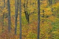 Autumn Forest at Peak Color