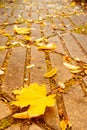 Autumn landscape. Yellow fallen maple leaf close-up on track in a park. Vertical frame Royalty Free Stock Photo