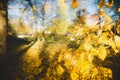 Autumn landscape, yellow leaves and autumn park sun-drenched, blue sky, background web site