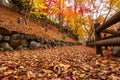 Close up ground in foreground of fallen leaves ,Yellow, orange and red Autumn trees and leaves ,Colorful foliage in Japan. Royalty Free Stock Photo