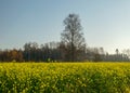 Autumn landscape with yellow rapeseed flowers in the foreground, birch in the background, beautiful blue sky Royalty Free Stock Photo