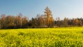 Autumn landscape with yellow rapeseed flowers in the foreground, gorgeous larch in the center, beautiful blue sky Royalty Free Stock Photo