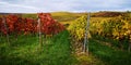 Autumn landscape in yellow-red European vineyard on hills in Germany or France,stripes of rows,green grass.Grape harvest Royalty Free Stock Photo