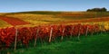 Autumn landscape in yellow-red European vineyard on rolling hills in Germany or France,green grass.Horizontal banner Royalty Free Stock Photo