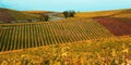 Autumn landscape,yellow-red rows of European vineyards on rolling hills in Germany or France.Autumn travel,grape harvest