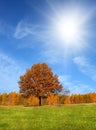 Autumn landscape with yellow tree