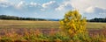 Autumn landscape with a yellow tree on the edge of the field. Crops of winter wheat in a field near the forest Royalty Free Stock Photo