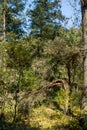 Autumn Landscape with yellow tree near Pancharevo lake, Sofia city Region, Bulgaria Royalty Free Stock Photo