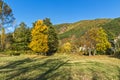 Autumn Landscape with yellow tree near Pancharevo lake, Sofia city Region, Bulgaria Royalty Free Stock Photo