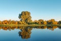 Autumn landscape of yellow trees and grass on river shore in clear morning. Royalty Free Stock Photo