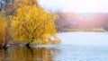 Autumn landscape with yellow willow over the river in sunny weather, reflection of a tree in the river