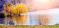 Autumn landscape with yellow willow over the river in sunny weather, reflection of a tree in the river