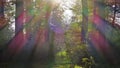 Autumn landscape yellowed forest with sun rays