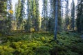 Autumn landscape in Yllas Pallastunturi National Park, Lapland, Finland