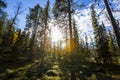 Autumn landscape in Yllas Pallastunturi National Park, Lapland, Finland