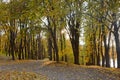 Autumn lane in the park. Golden autumn landscape in the setting sun background. Carpet of maple leaves