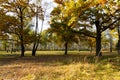 Autumn lanscape with oak grove in september