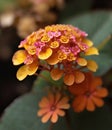 Autumn lantana in realistic macro focus