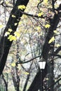 Autumn lantern in the alley