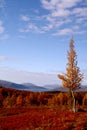 Autumn at Lapland.