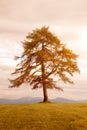 Autumn larch in a meadow