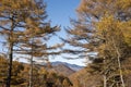 Autumn larch trees