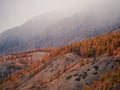 autumn larch trees among mountain slopes in foggy weather Royalty Free Stock Photo