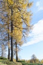 Autumn larch trees