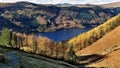 Autumn Larches, Thirlmere Royalty Free Stock Photo