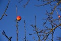 In autumn, the last ripe apple hangs on a bare apple tree against a blue background Royalty Free Stock Photo