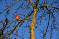 In autumn, the last ripe apple hangs on a bare apple tree against a blue background Royalty Free Stock Photo