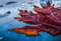 Autumn lastest drops Royalty Free Stock Photo