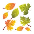 Modern Simple Autumn Leaves Design Elements Royalty Free Stock Photo