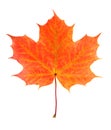 Autumn leaf Royalty Free Stock Photo
