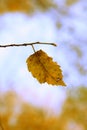 Autumn leaf