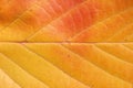Autumn leaf Royalty Free Stock Photo