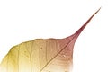 Autumn leaf Royalty Free Stock Photo