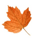 Autumn Leaf