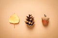 Autumn leaf, acorn and conifer cone on background, top view