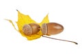 Autumn leaf with acorns isolated on white background Royalty Free Stock Photo