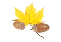 Autumn leaf with acorns isolated on white background Royalty Free Stock Photo