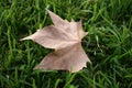 Autumn leaf against green grass background