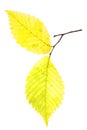 Autumn leaf of Alder Tree Royalty Free Stock Photo