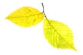 Autumn leaf of Alder Tree Royalty Free Stock Photo