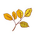 Autumn leaf alder tree september or october leaf fall. Vector outline illustration sketch colourful isolated autumnal Royalty Free Stock Photo