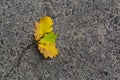 Autumn leaf on asphalt. Background for an article about autumn or weather.