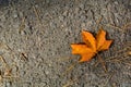 Autumn leaf on asphalt. Background for an article about autumn or weather. Royalty Free Stock Photo