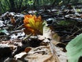 Autumn leaf Royalty Free Stock Photo