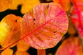 Autumn leaf background.Fall, autumn season. Fall foliage