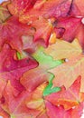 Autumn leaf background, filled, vertical aspect, Sugar Maple leaves